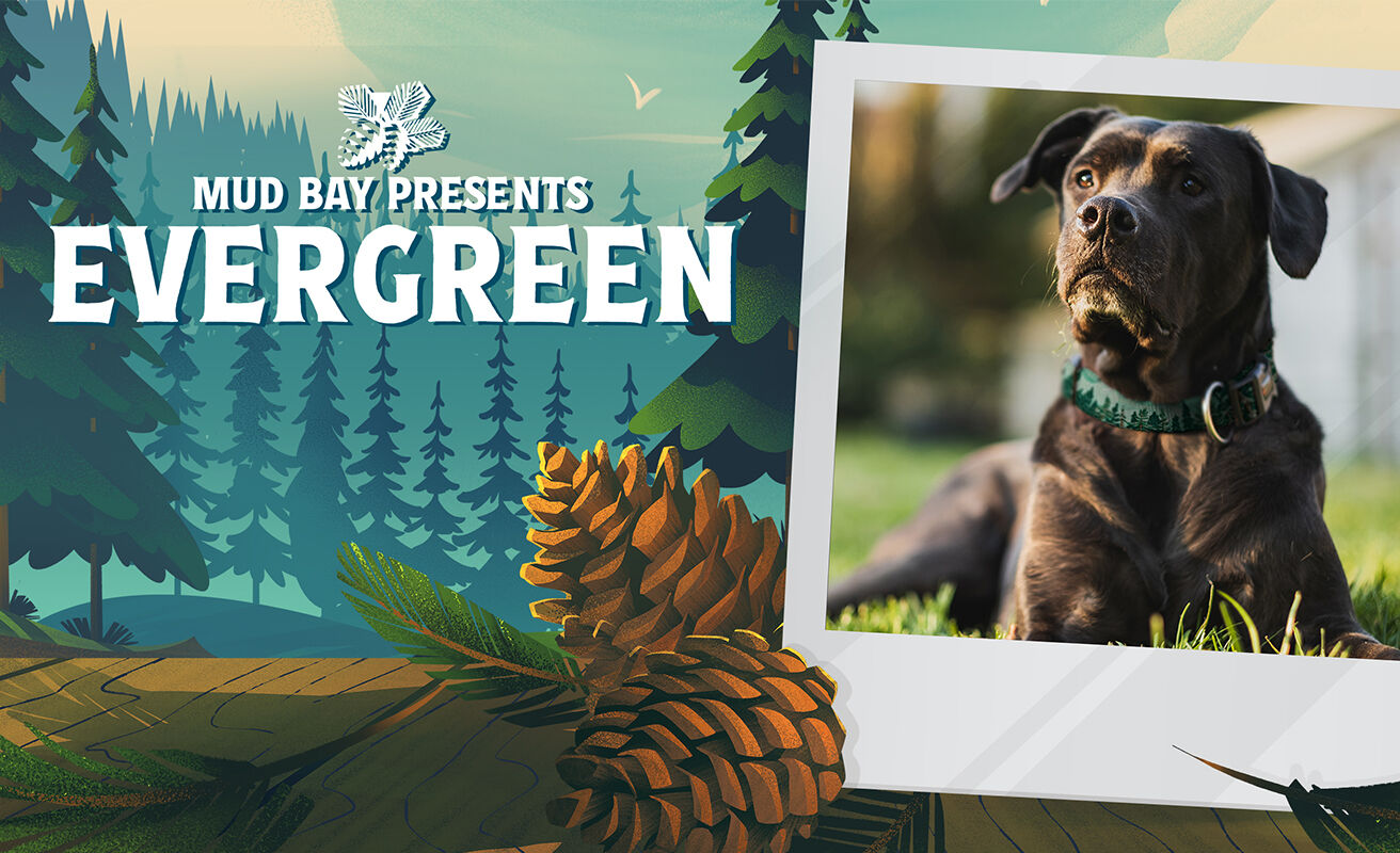 dog wearing Evergreen pattern collar with same pattern on background